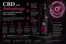 CBD and Autophagy: Cell Cleanup, Fasting, and Longevity 2027 | PureCraft CBD