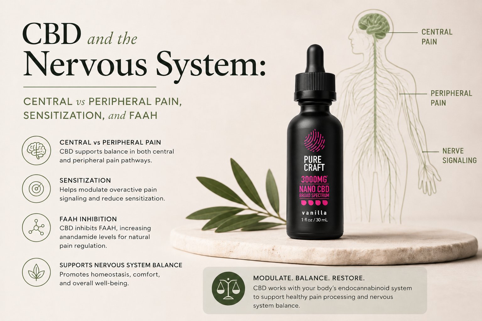 CBD and the Nervous System: Central vs Peripheral Pain, Sensitization, and FAAH | PureCraft CBD